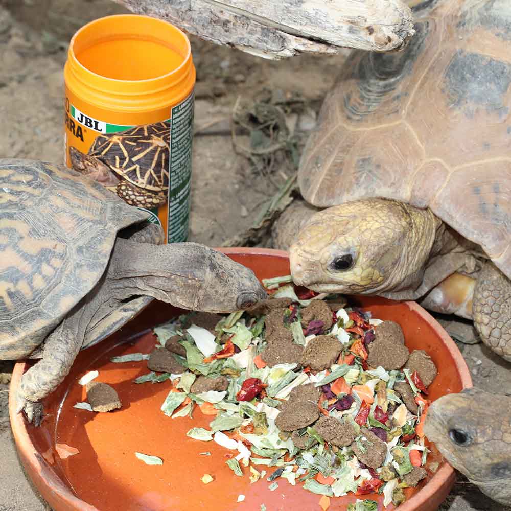 Jbl ProTerra Vegabil Mangime completo in scaglie e verdura per tartarughe di terra 250ml 75gr