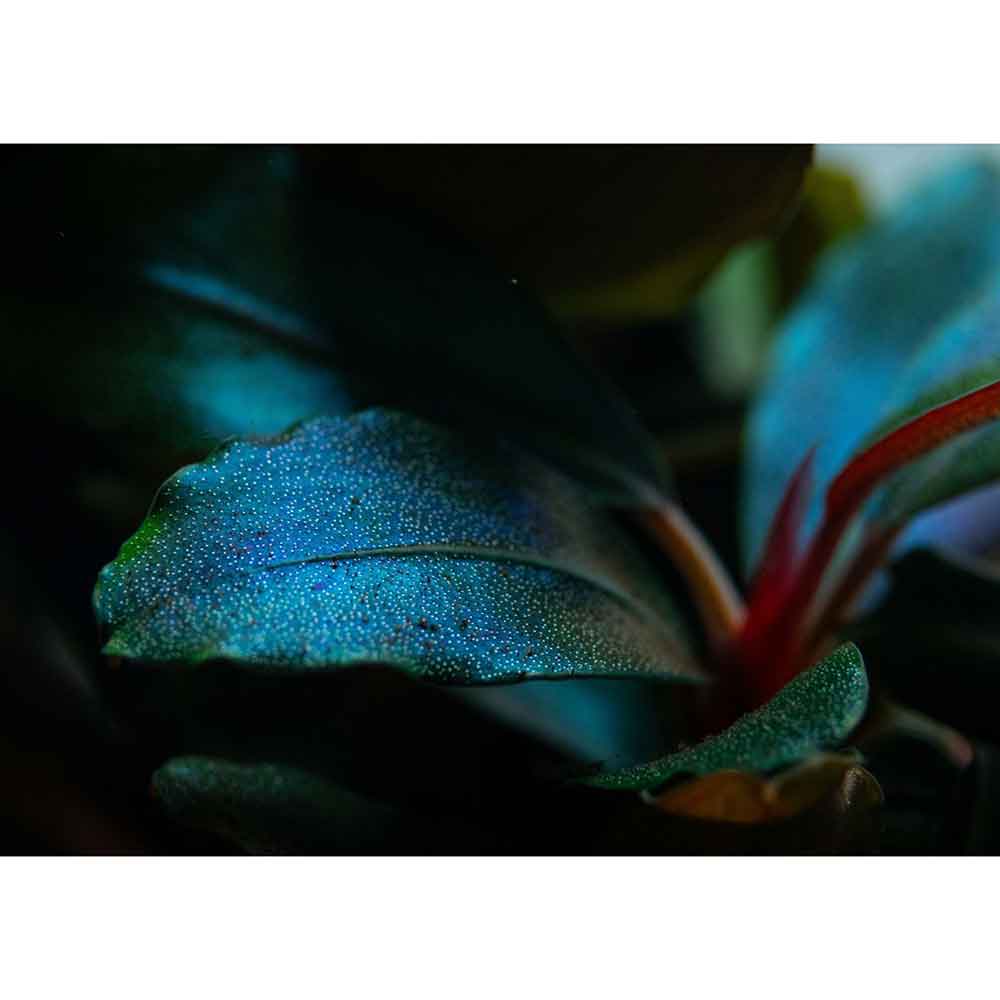 Tropica Pianta Bucephalandra sordidula "Blue" in vasetto