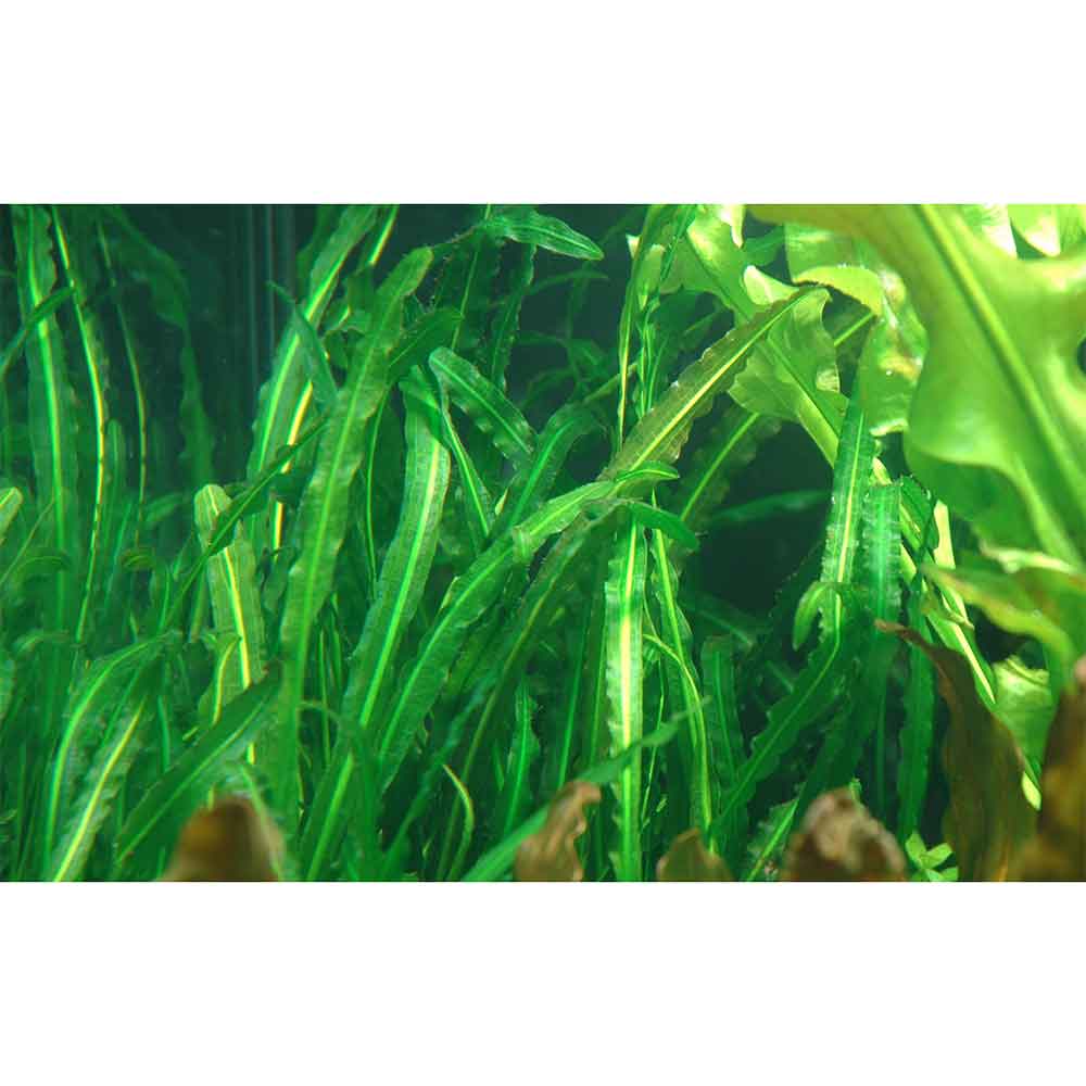 Tropica Pianta Aponogeton longiplumulosus bulbo