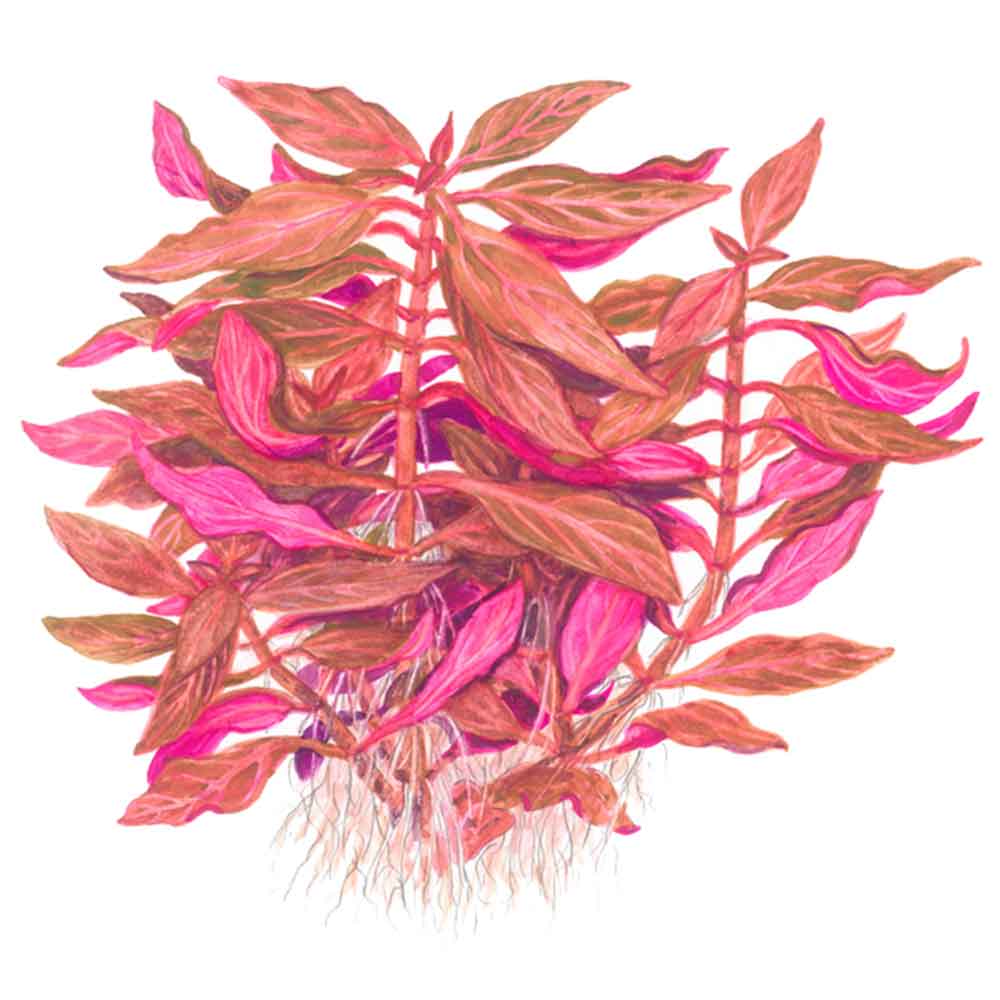 Tropica Pianta Alternanthera reineckii "Rosanervig"