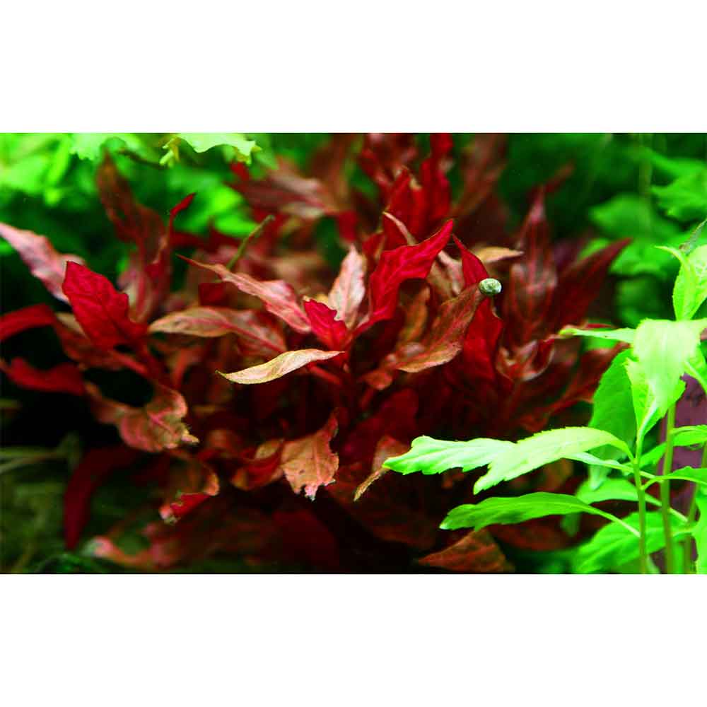 Tropica Pianta Alternanthera reineckii "Rosanervig"