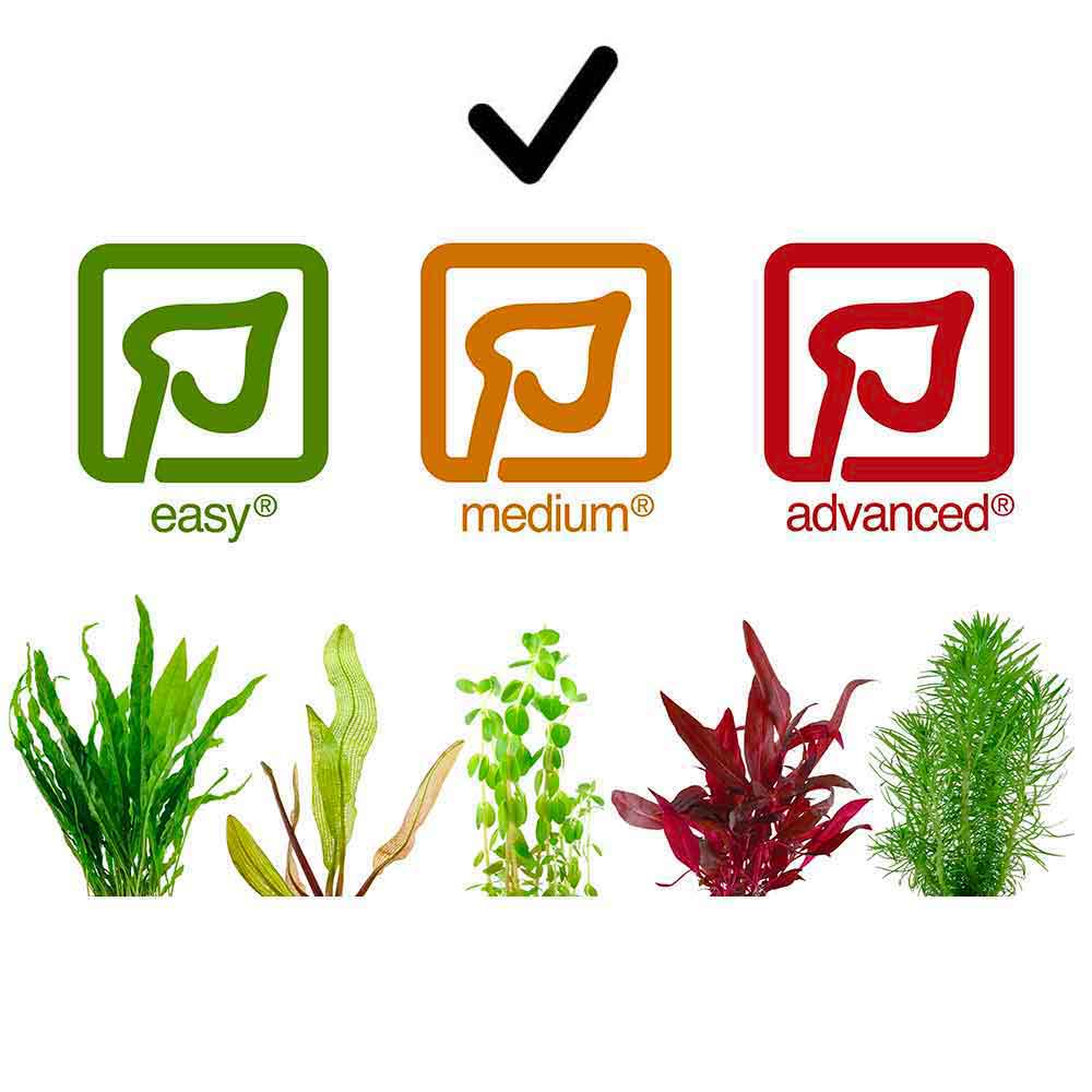 Tropica Pianta Alternanthera reineckii "Rosanervig"