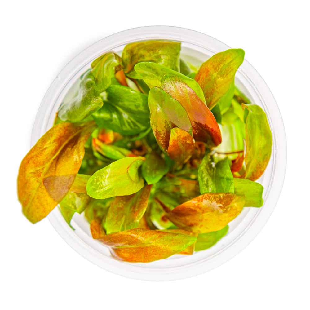 Tropica 1•2•Grow! Lysimachia parvifolia ‘Red’ in Vitro Cup