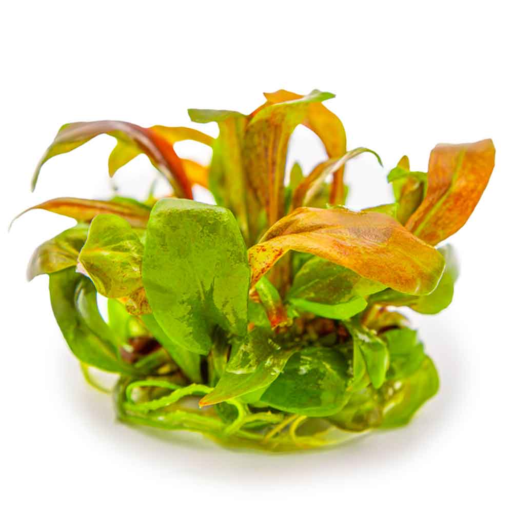 Tropica 1•2•Grow! Lysimachia parvifolia ‘Red’ in Vitro Cup