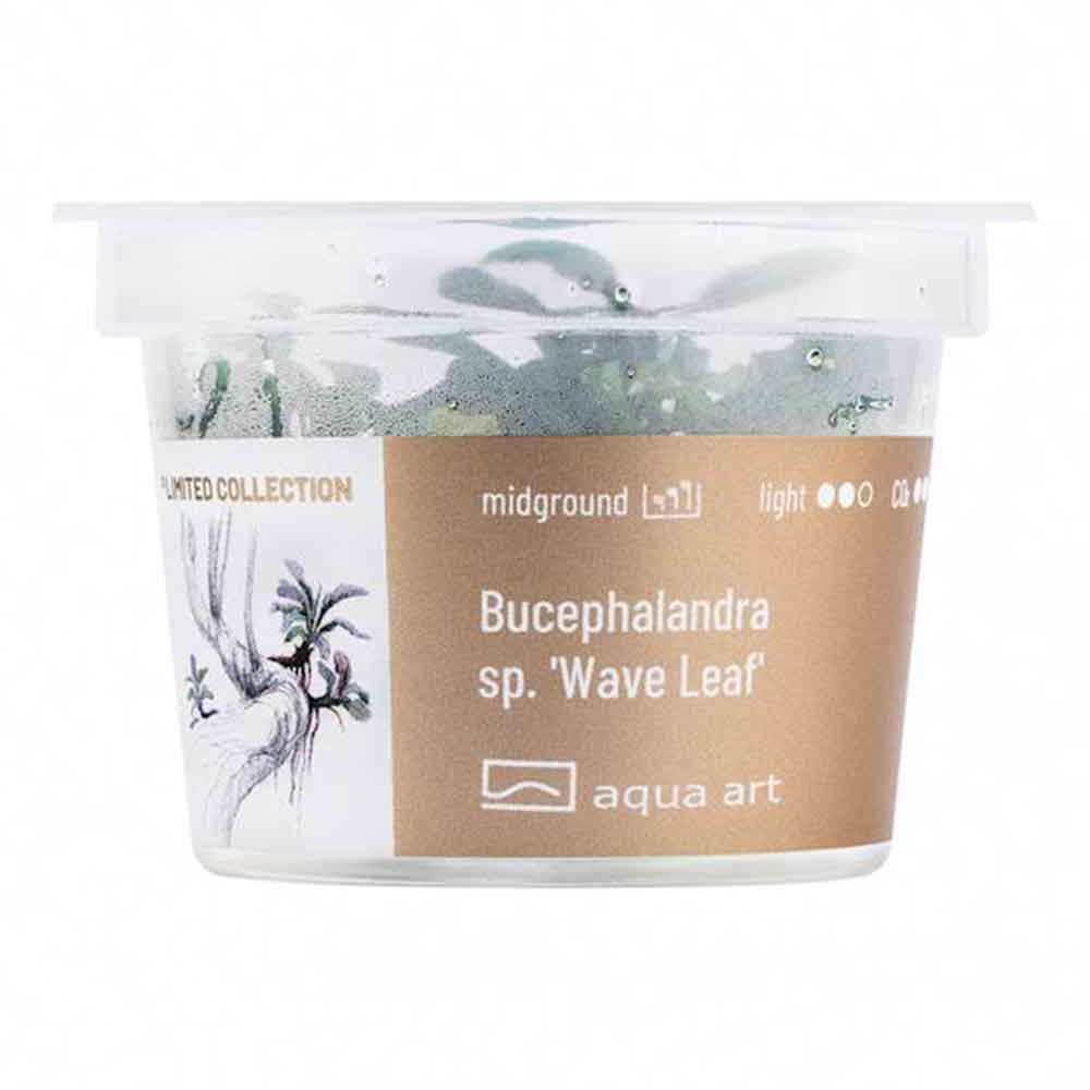 Aqua Art Bucephalandra sp. ’Wave leaf’ in Vitro Cup