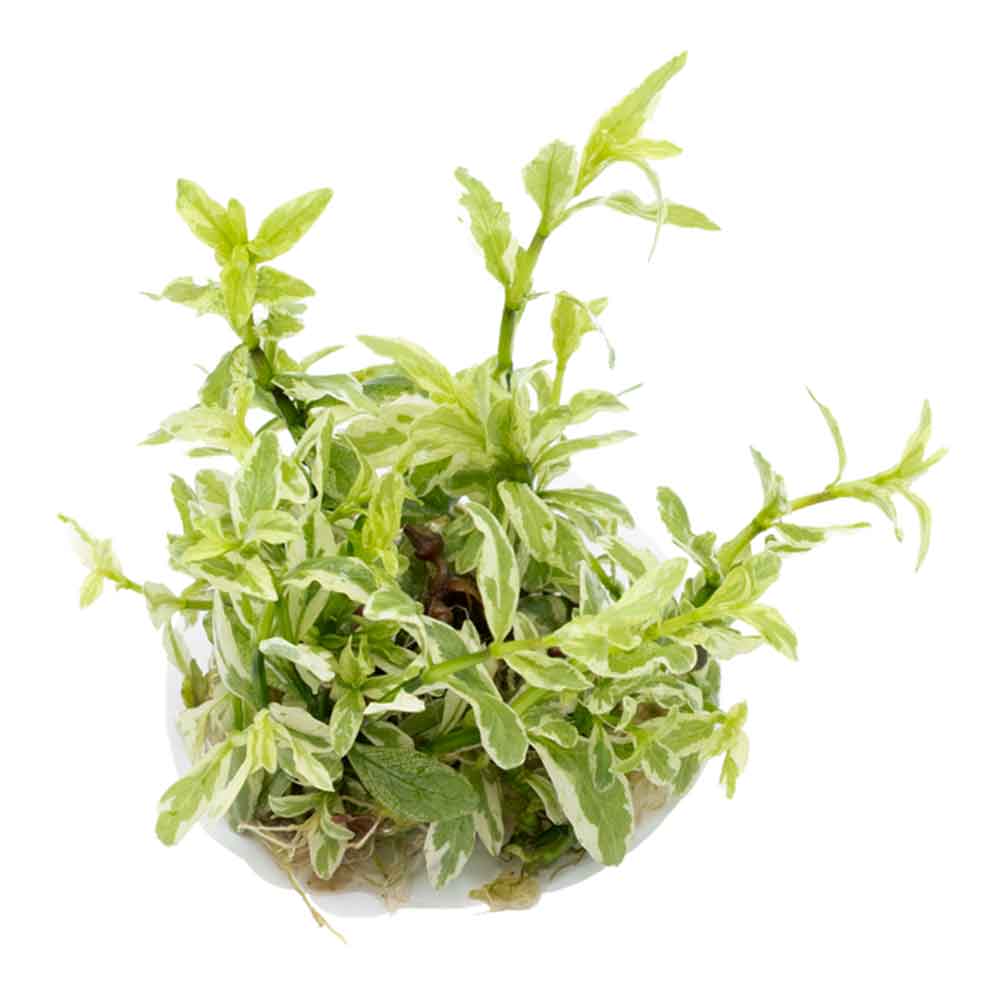 Tropica 1•2•Grow! Pianta Hygrophila polysperma 'White' in Vitro Cup