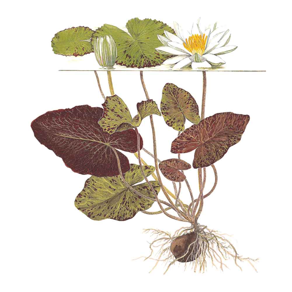 Tropica Pianta Nymphaea lotus in vasetto