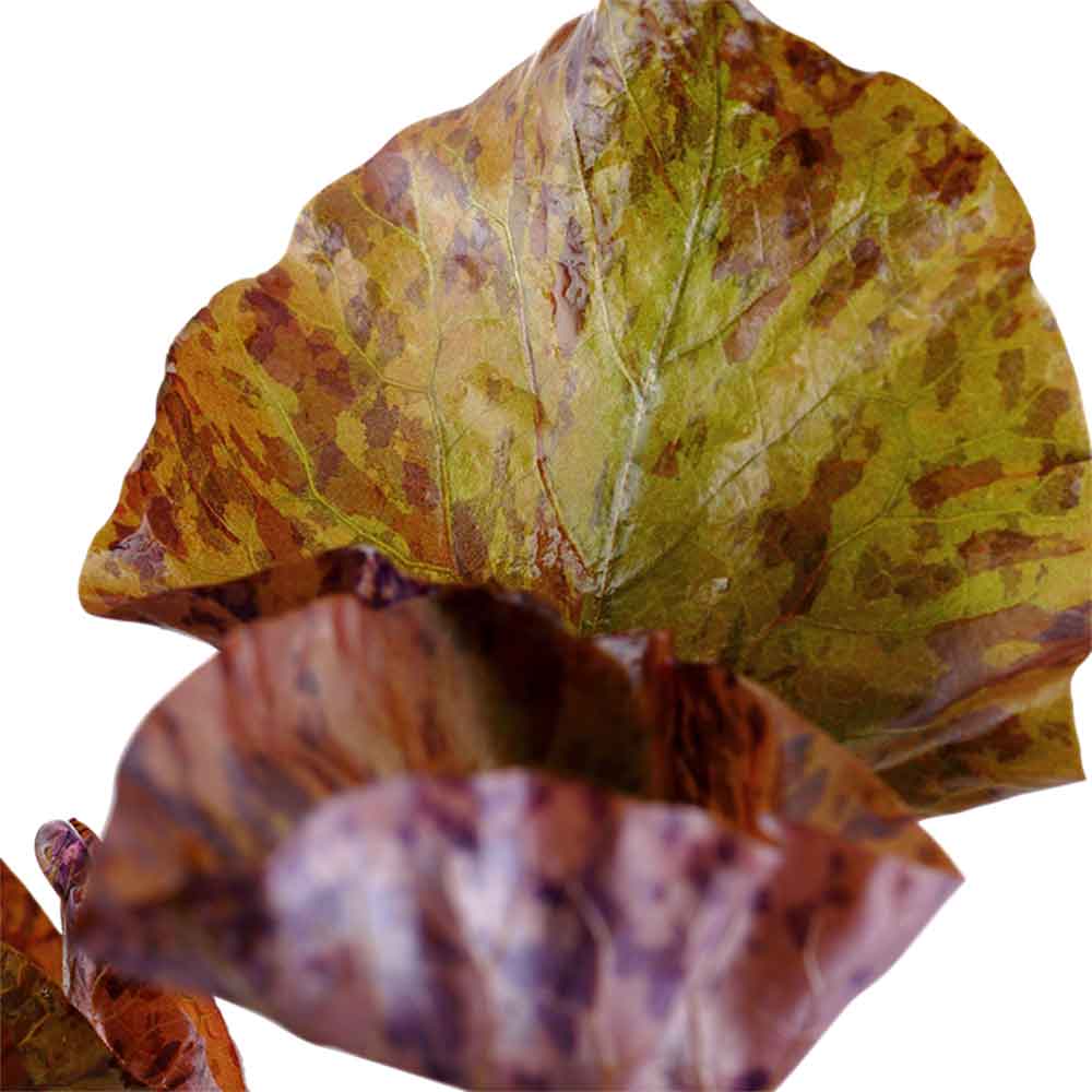 Tropica Pianta Nymphaea lotus in vasetto