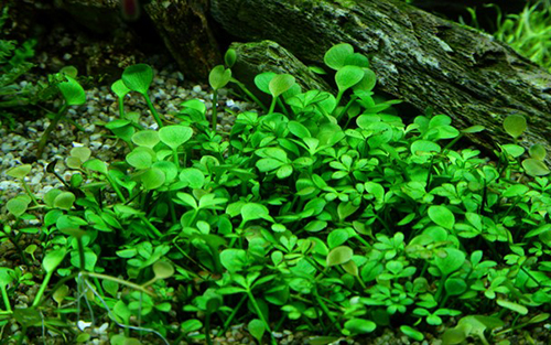Tropica 1•2•Grow! Marsilea Hirsuta