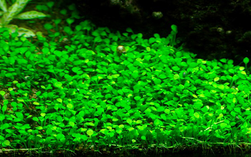 Tropica 1•2•Grow! Marsilea Crenata