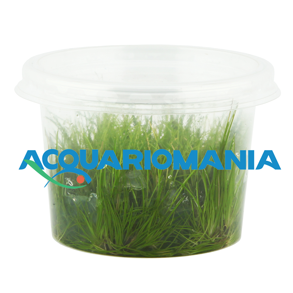 Aqua Fleur Easy Grow Eleocharis Acicularis