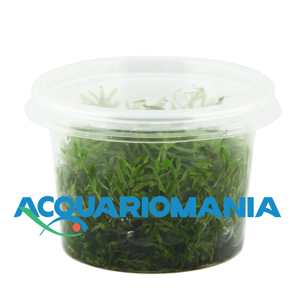 Aqua Fleur Easy Grow Didiplis Diandra