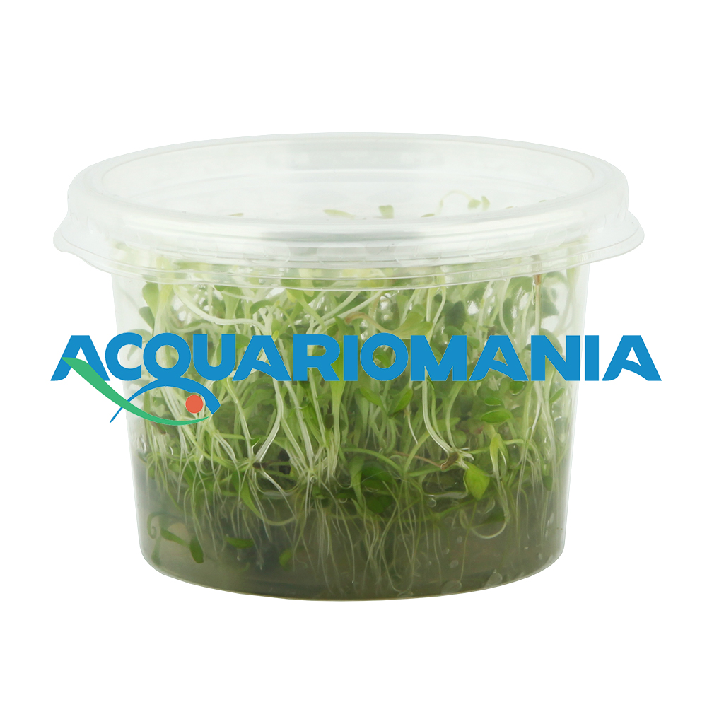 Aqua Fleur Easy Grow Glossostigma Elantinoides