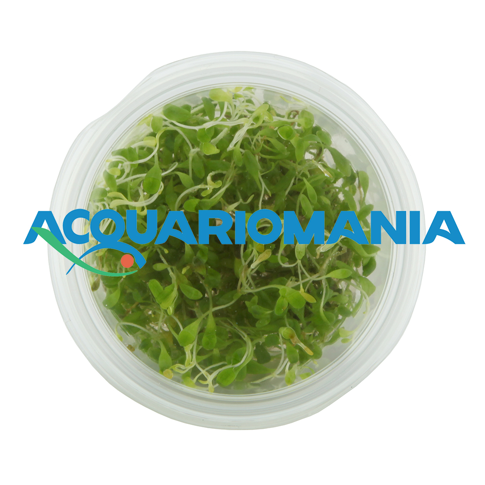 Aqua Fleur Easy Grow Glossostigma Elantinoides