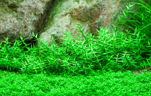 Tropica 1•2•Grow! Gratiola viscidula