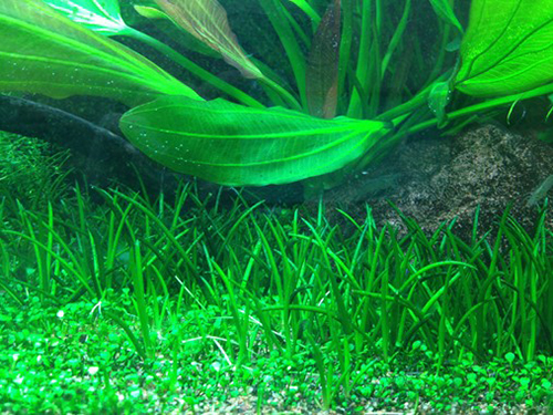 Tropica 1•2•Grow! Littorella Uniflora