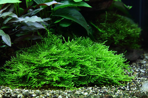 Tropica 1•2•Grow! Taxiphyllum 'Spiky'