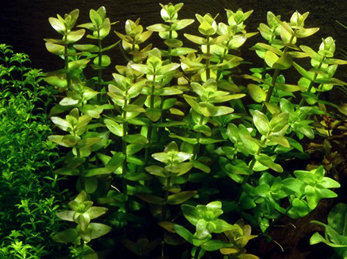 Tropica 1•2•Grow! Bacopa Caroliniana