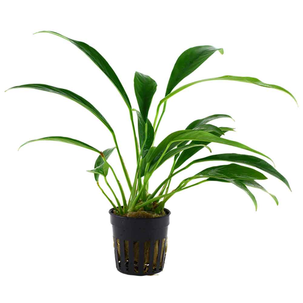 Tropica Pianta Anubias Glabra "Angustifolia" in vasetto