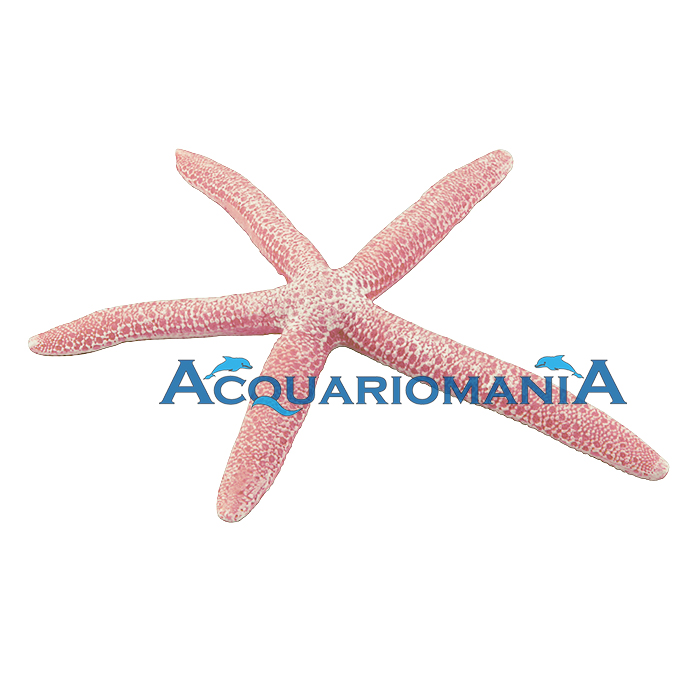 Decoro Stella L rossa 15cm