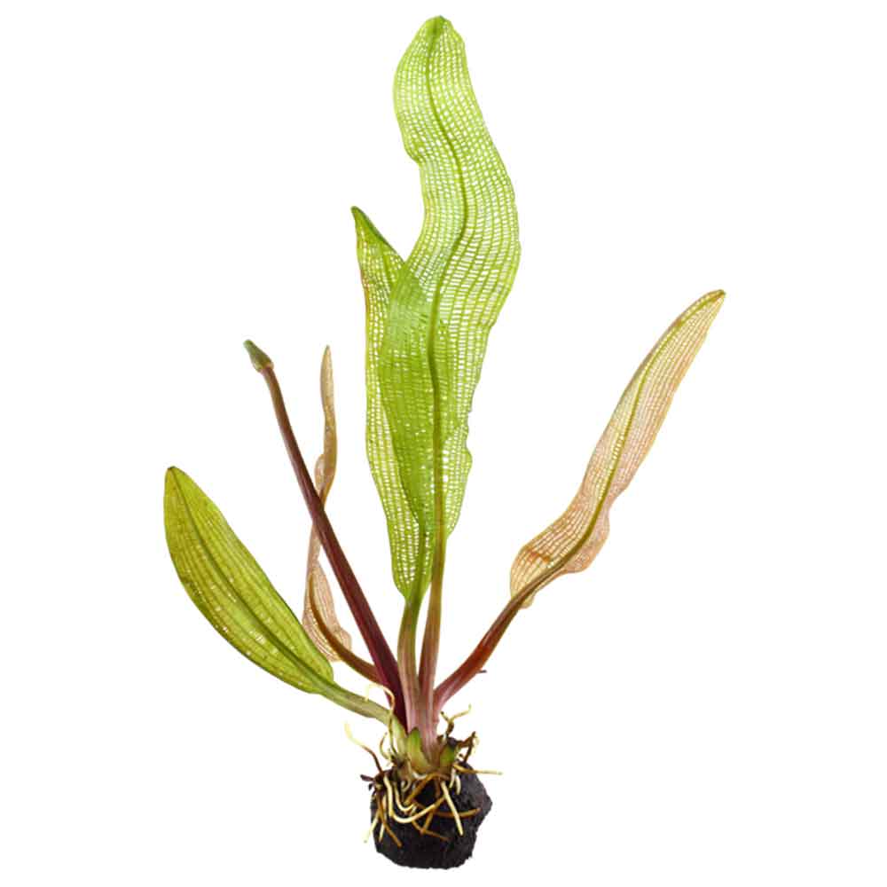 Tropica Pianta Aponogeton Madagascariensis a bulbo