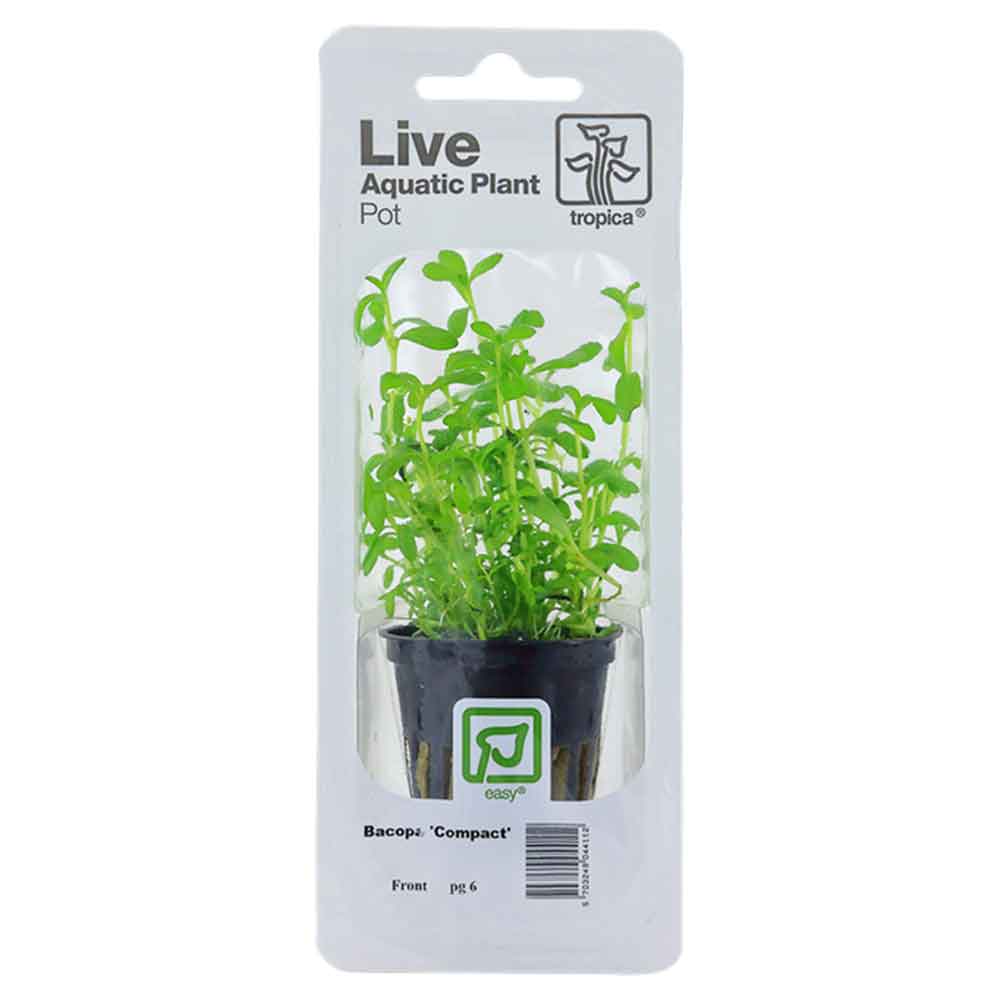 Tropica Single Package Pianta Bacopa "Compact" vasetto