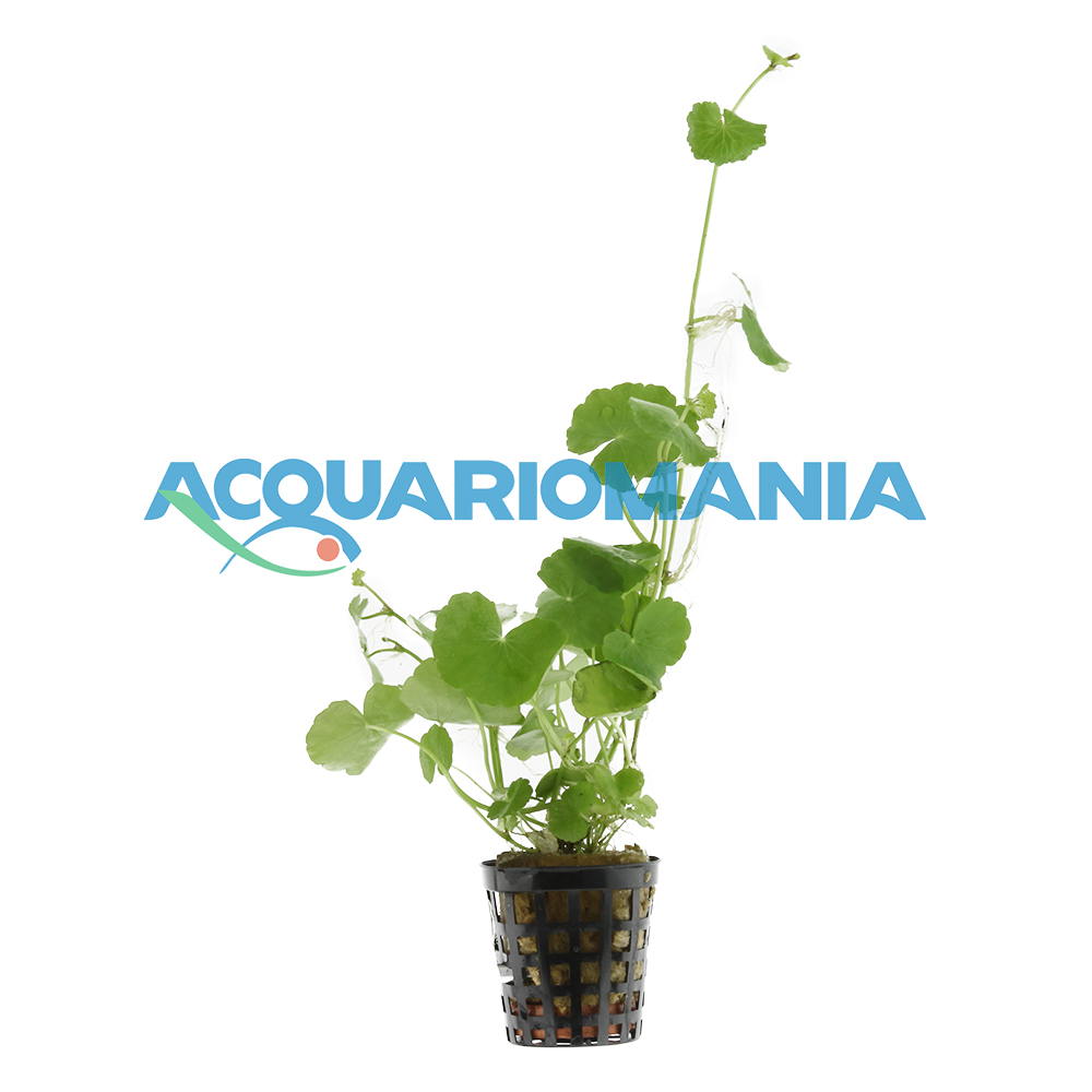 Pianta Hydrocotyle Leucocephala vasetto