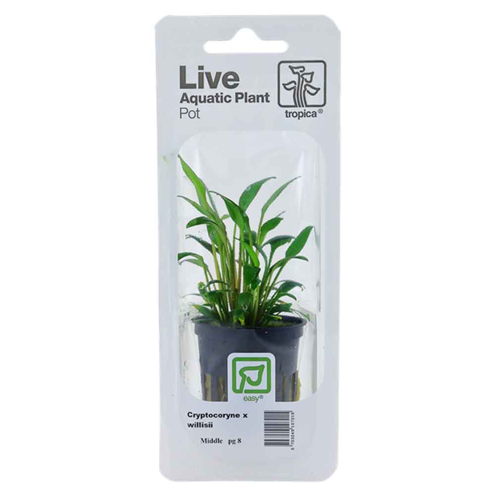 Tropica Single Package Pianta Cryptocoryne Willisii vasetto