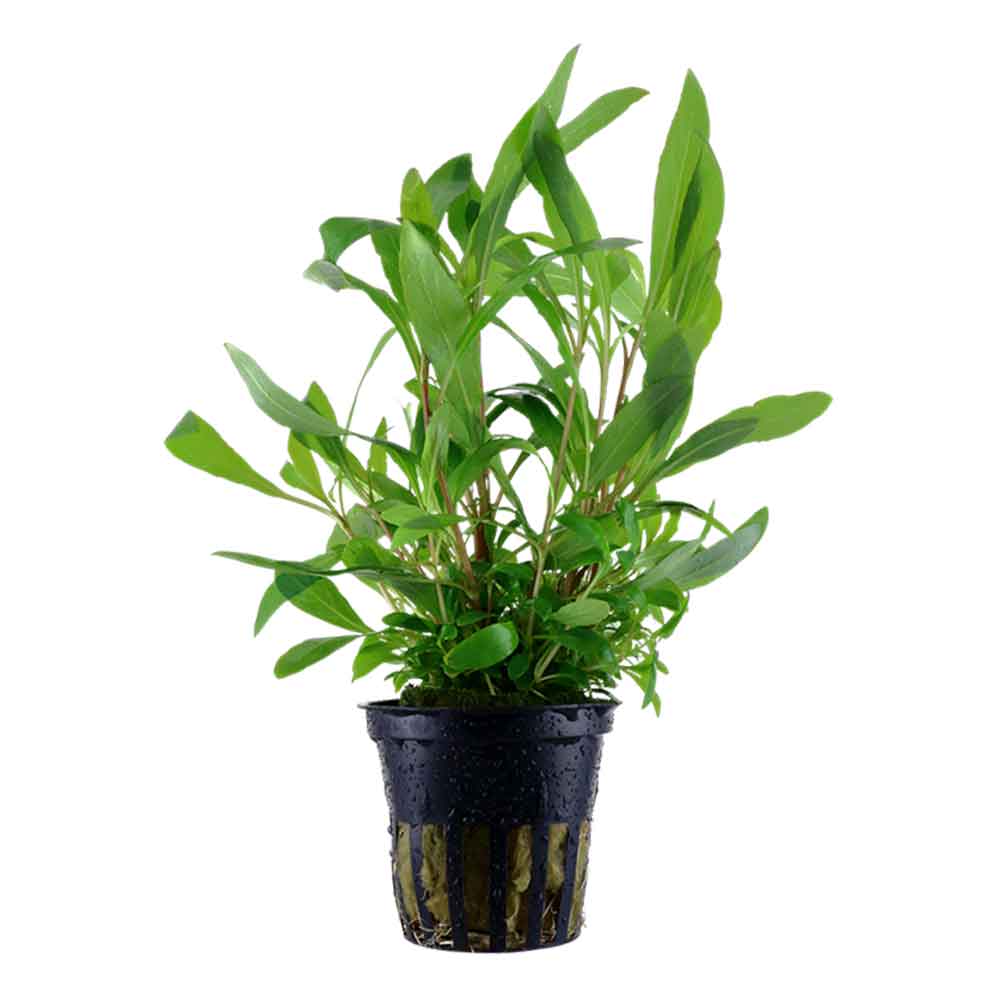 Tropica Pianta Hygrophila Corymbosa "Siamensis" in vasetto