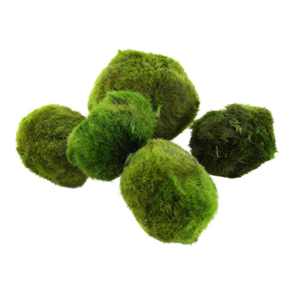 Tropica Pianta Cladophora Aegagropila