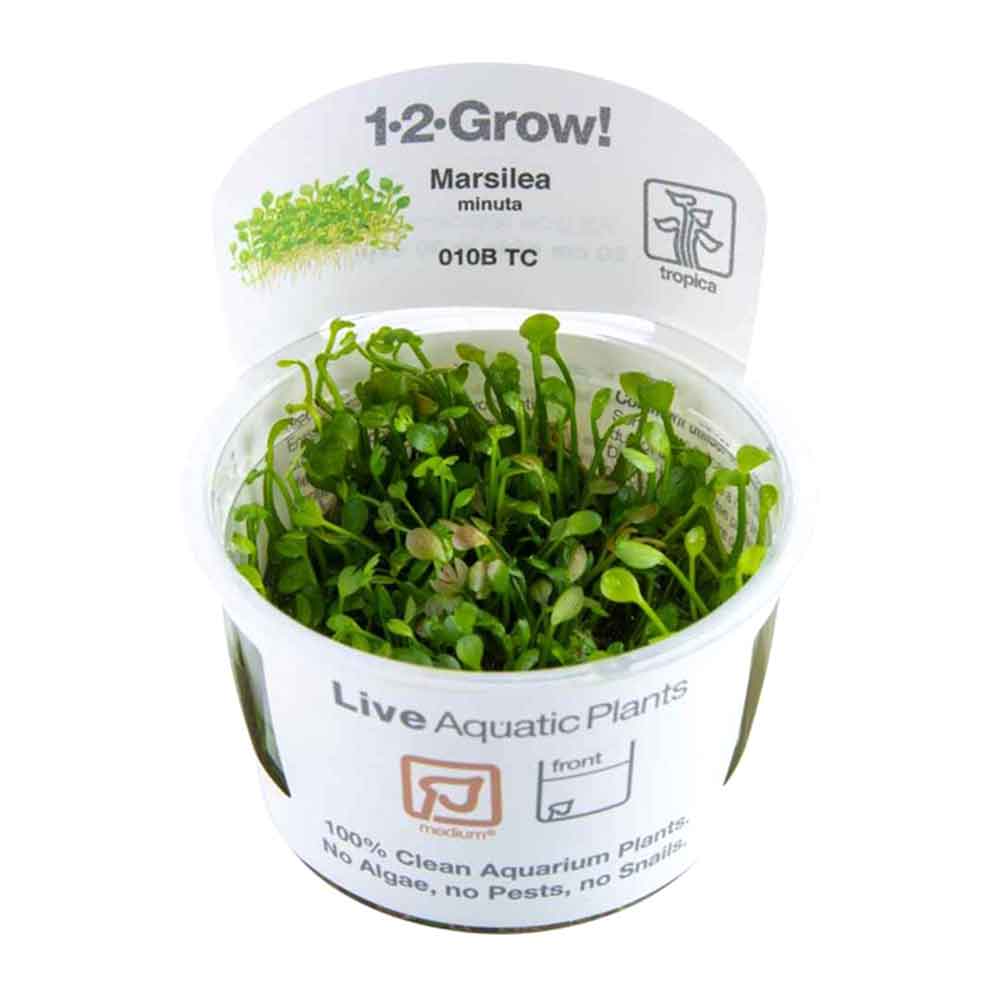 Tropica 1•2•Grow! Pianta Marsilea Minuta in Vitro Cup