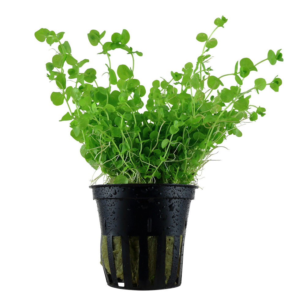 Tropica Pianta Micranthemum Umbrosum