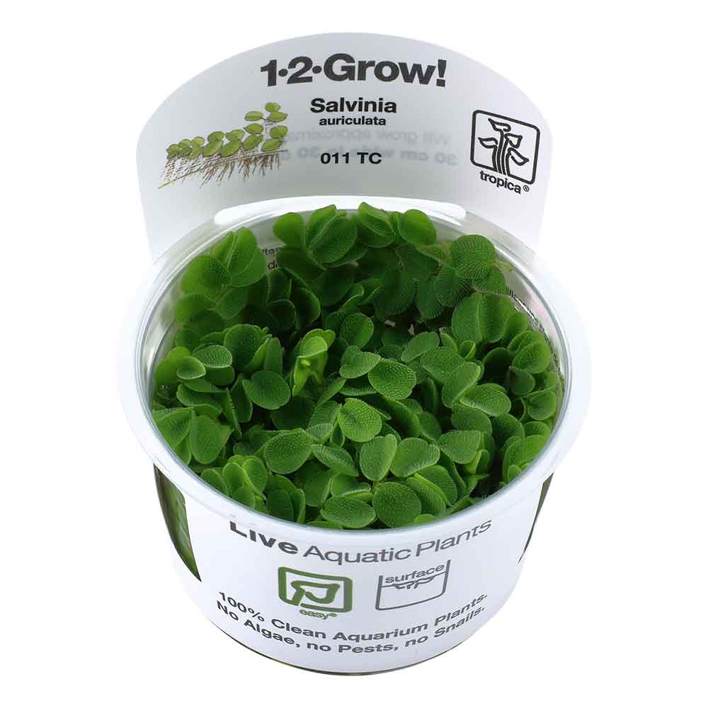Tropica 1•2•Grow! Pianta Salvinia Minima galleggiante in Vitro Cup