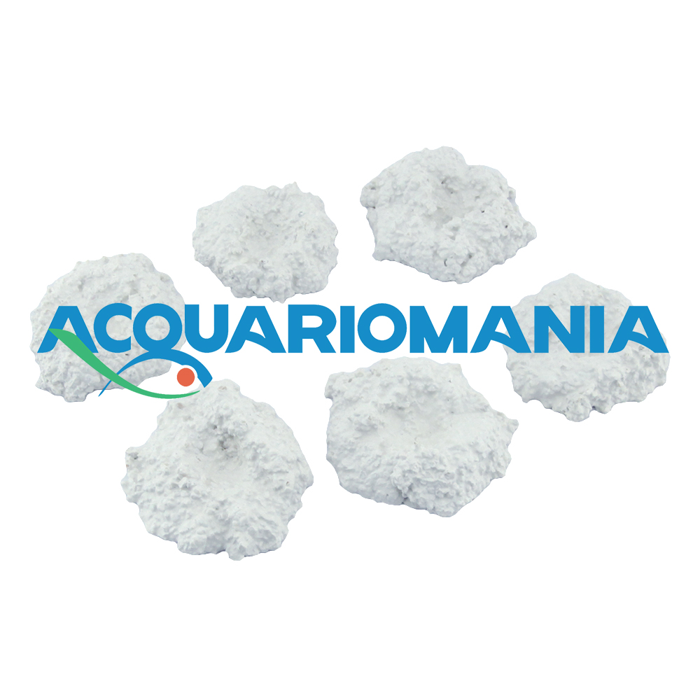 Basetta per Coralli prezzo al pezzo 4-6cm circa