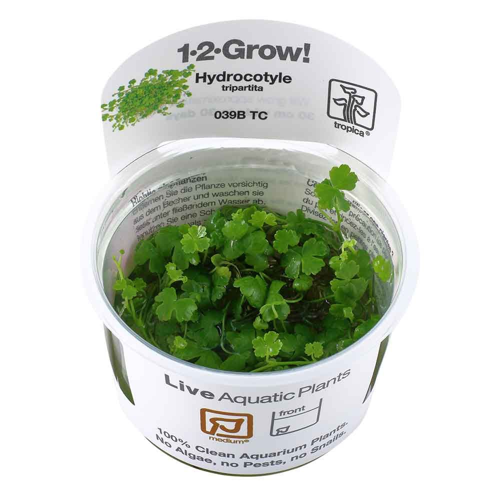 Tropica 1•2•Grow! Pianta Hydrocotyle Tripartita in Vitro Cup