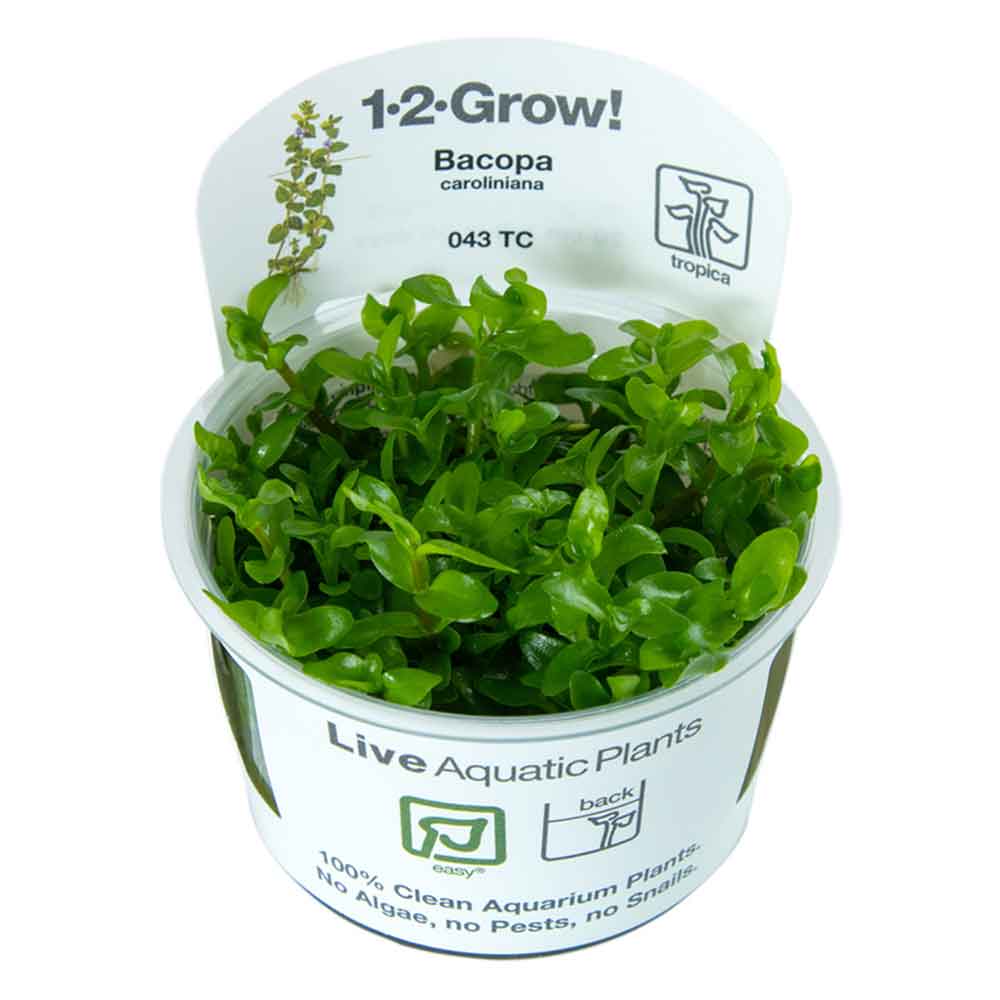 Tropica 1•2•Grow! Pianta Bacopa Caroliniana in Vitro Cup