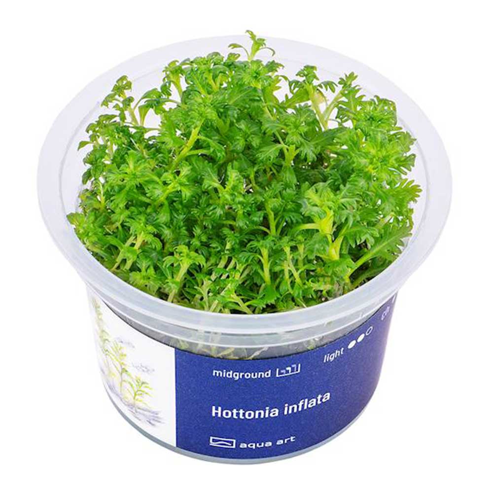 Aqua Art Hottonia inflata in Vitro Cup