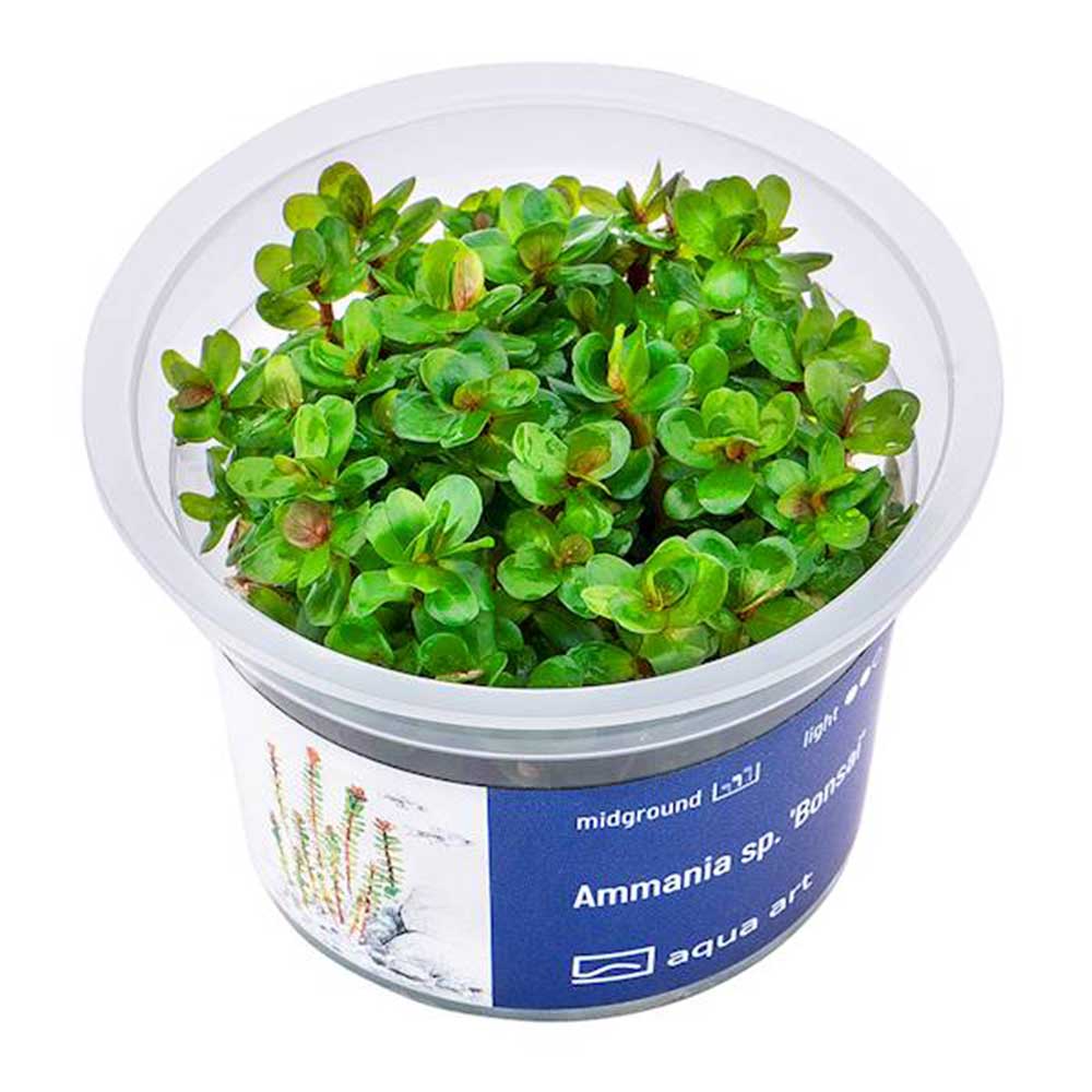 Aqua Art Ammania sp. "Bonsai" in Vitro Cup