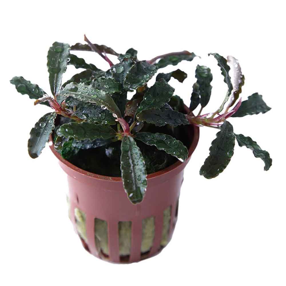 Tropica Pianta Bucephalandra 'Kedagang'