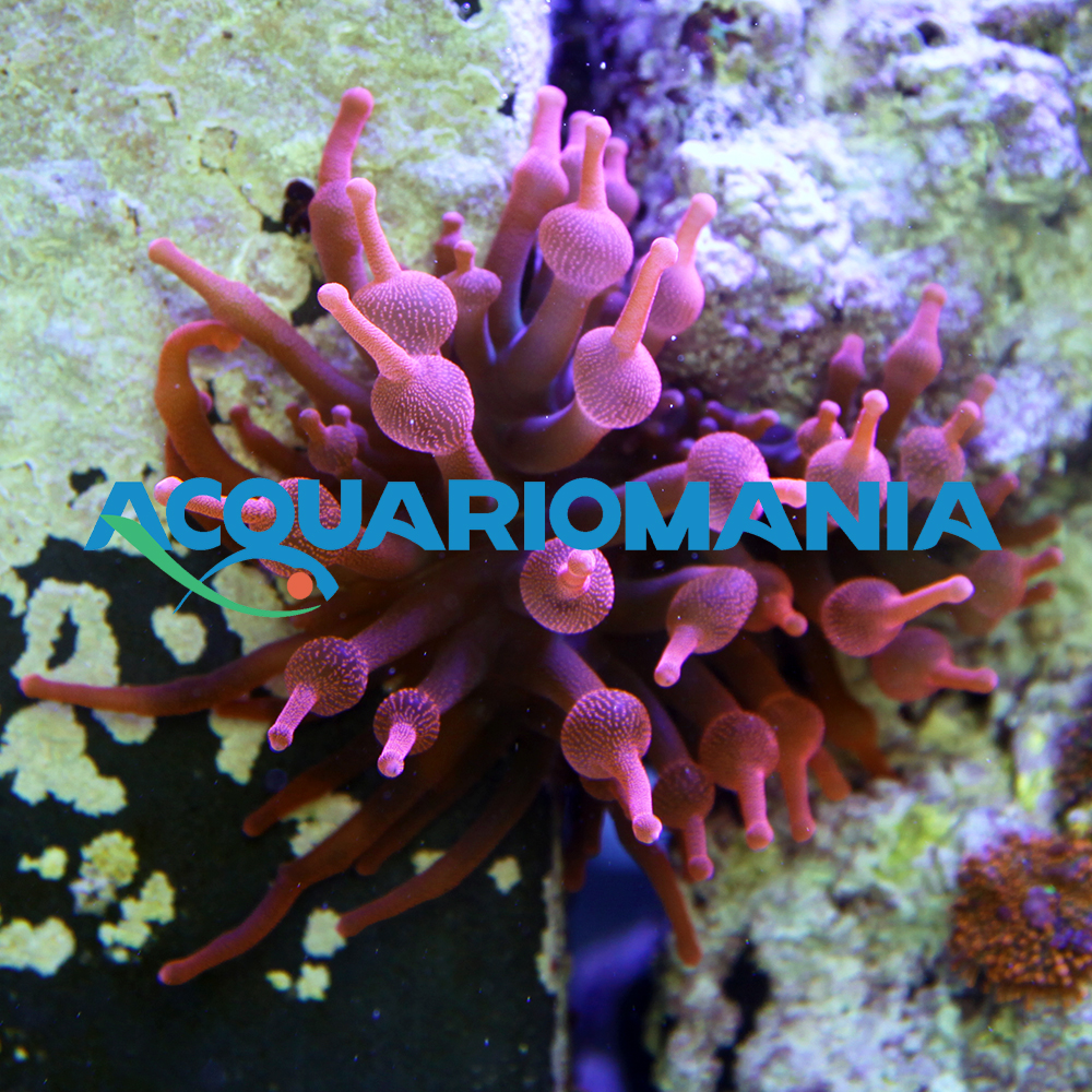 Entacmaea Red (anemone a bolle)