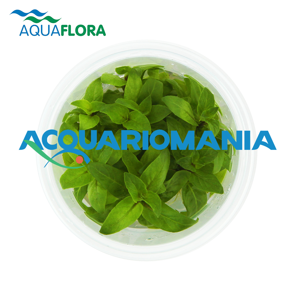 Aquaflora Staurogyne repens in Vitro Cup