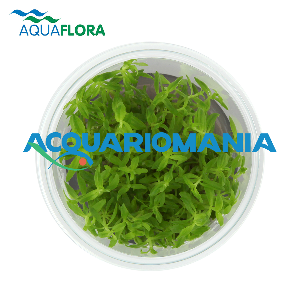 Aquaflora Limnophila Sp. "Vietnam" in Vitro Cup