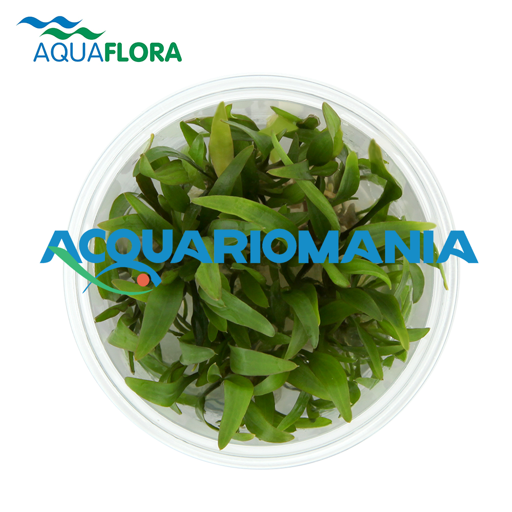 Aquaflora Cryptocoryne x Willisii in Vitro Cup