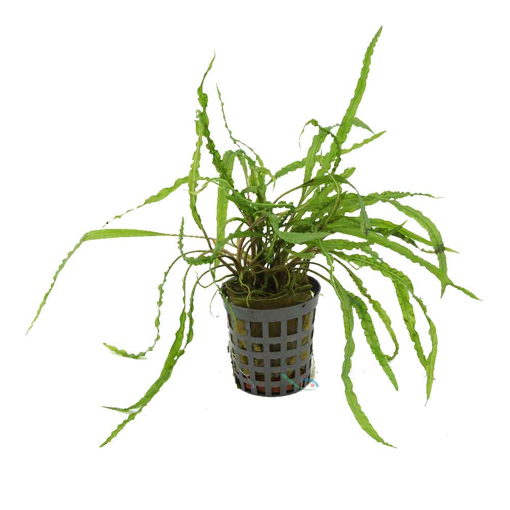 Aquafleur Pianta Cryptocoryne Balansae vasetto