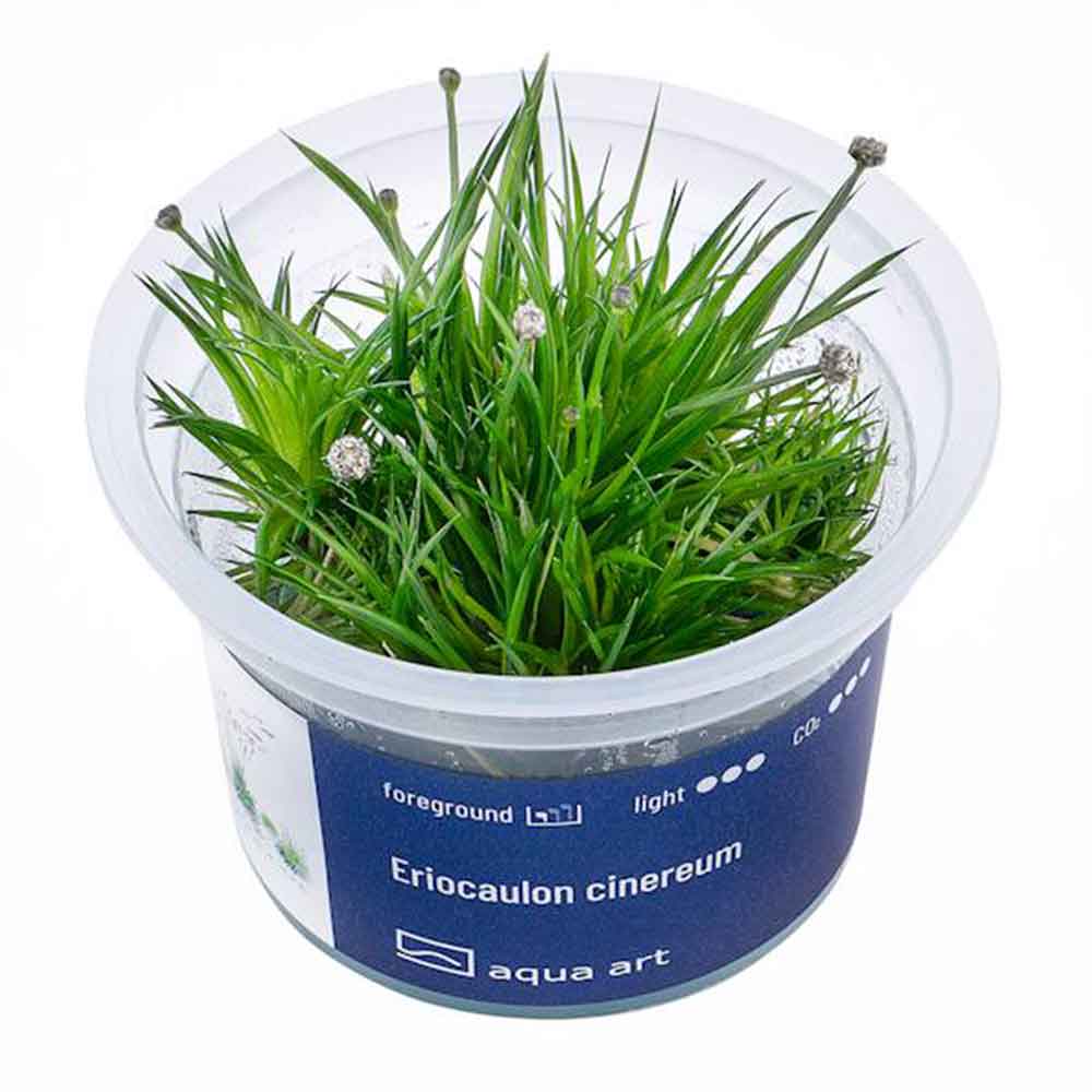 Aqua Art Eriocaulon cinereum in Vitro Cup