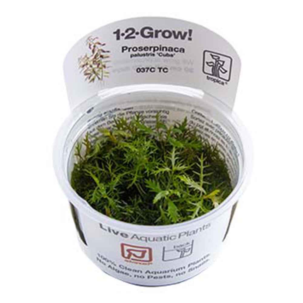 Tropica 1•2•Grow! Pianta Proserpinaca palustris "Cuba" in Vitro Cup