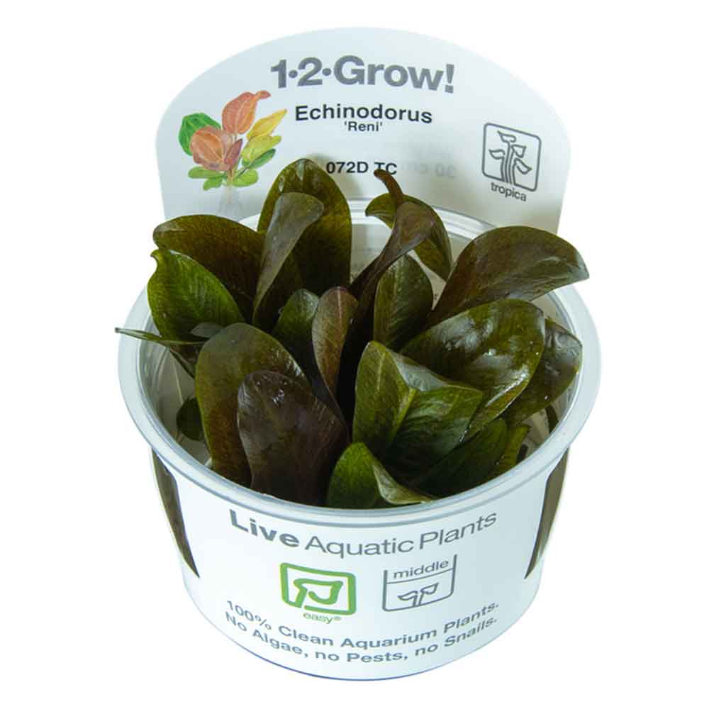 Tropica 1•2•Grow! Pianta Echinodorus "Reni" in Vitro Cup