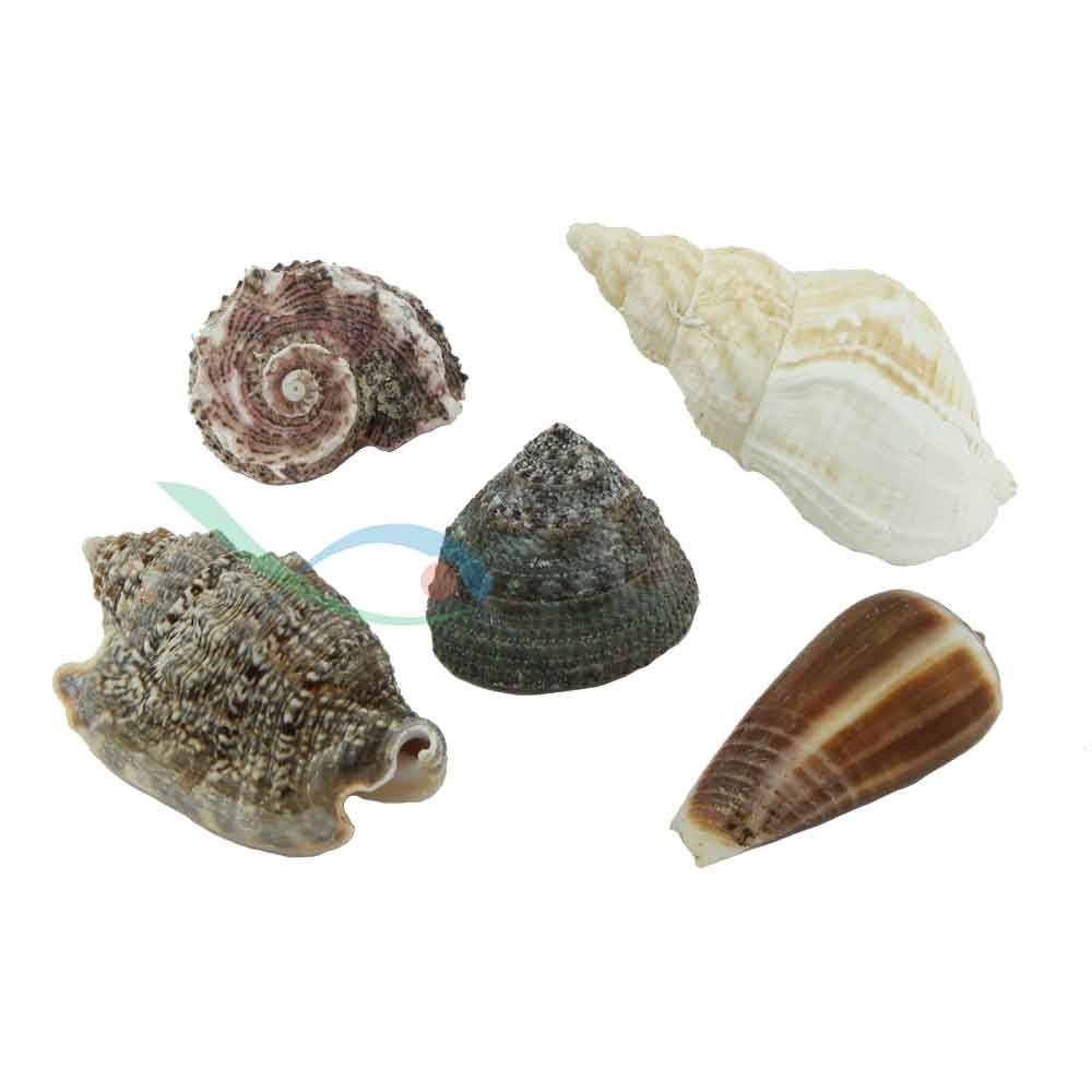 Hobby Conchiglie per acquario