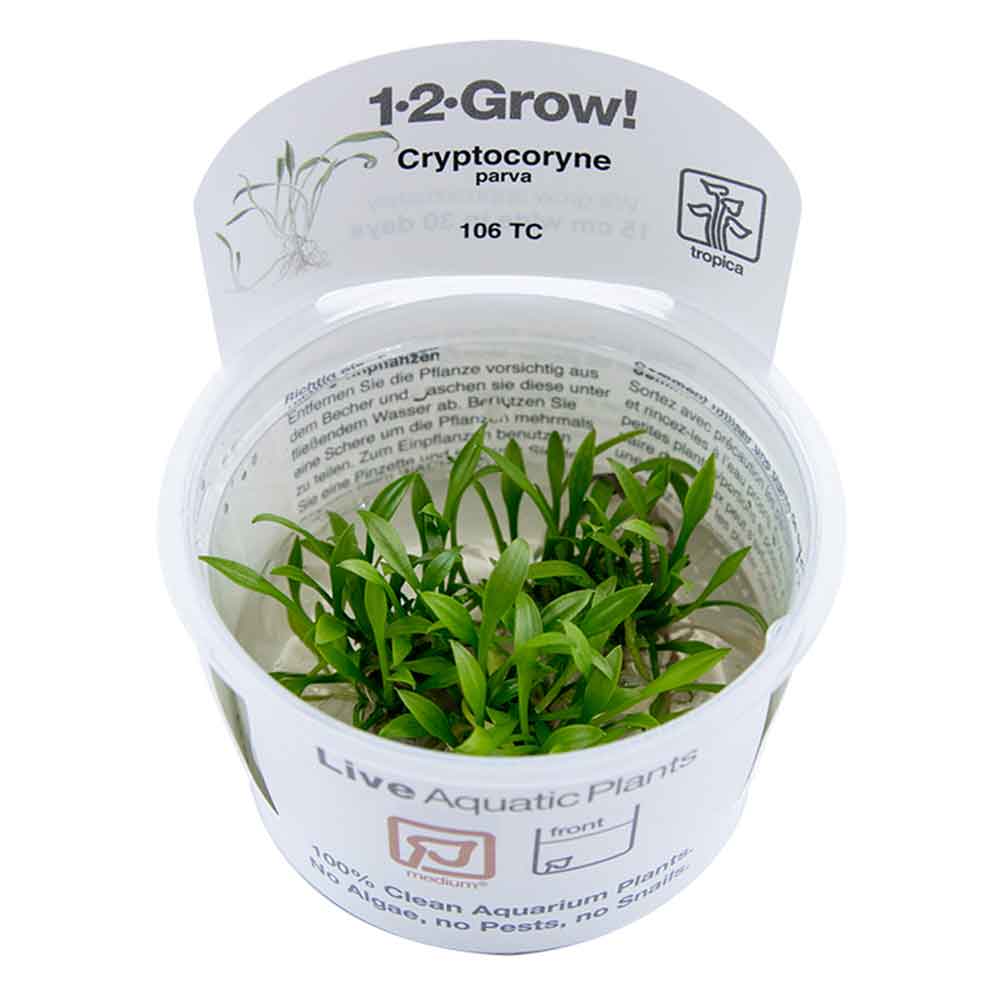 Tropica 1•2•Grow! Pianta Cryptocoryne parva in Vitro Cup