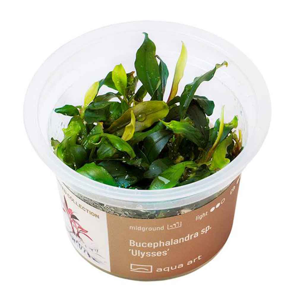 Aqua Art Bucephalandra sp. "Ulysses" in Cup Vitro